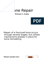 Bone Repair