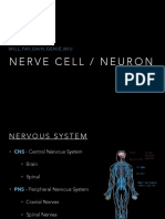 Neuron