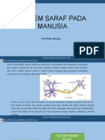 Sistem Saraf Pada Manusia