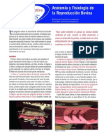 anatomia reproductiva bovino.pdf