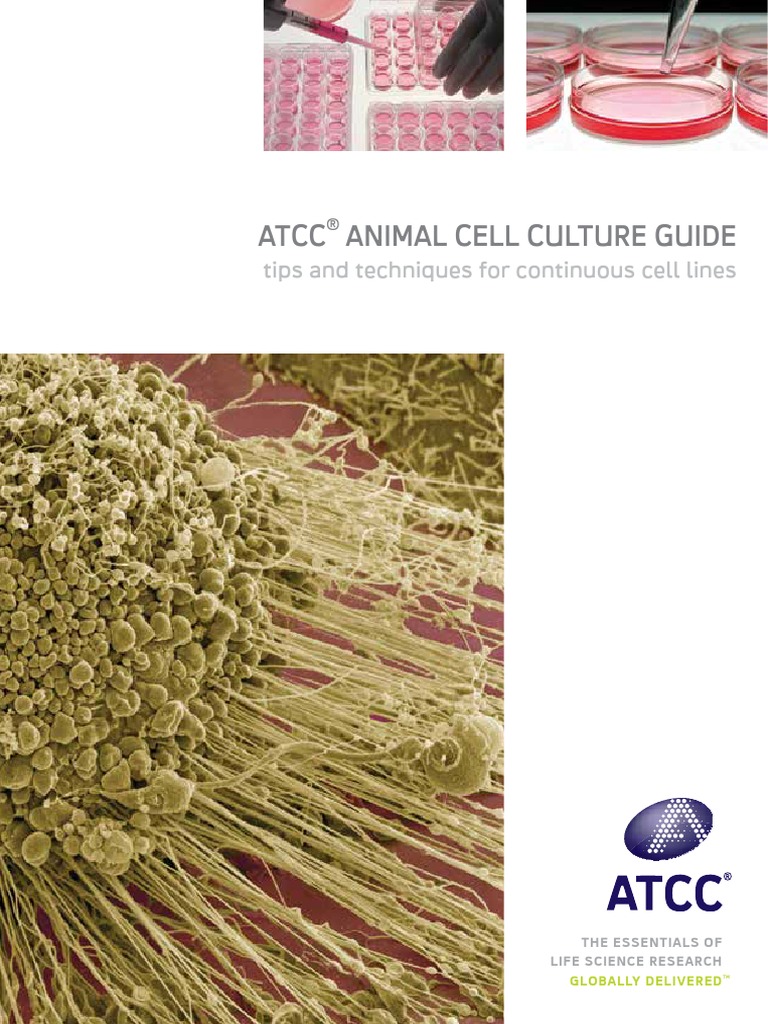 ATCC - Animal Cell Culture Guide (1).pdf | Cell Culture ...