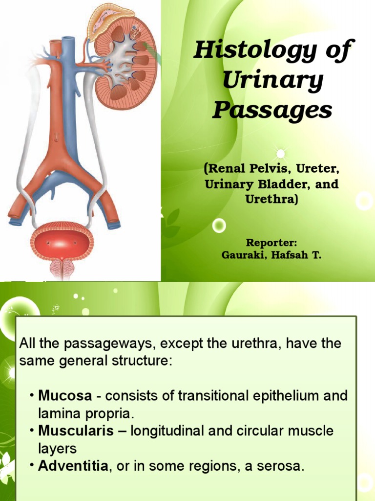 Urinary Passages Epithelium Urinary Bladder