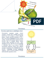 Fotosinteza Prezentacija
