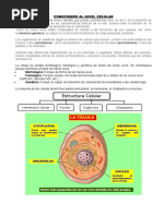 Conociendo Al Nivel Celular