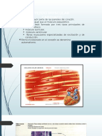 Musculo Cardiaco