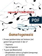 Spermatogenesis