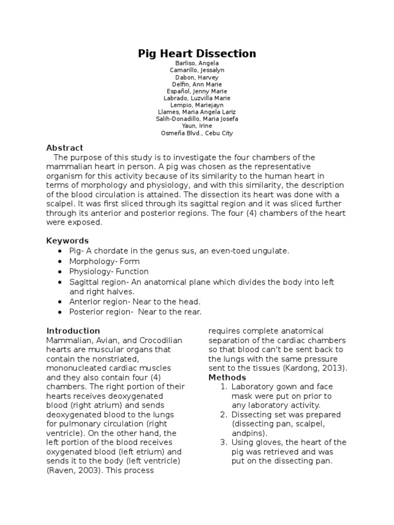 Pig Heart Dissection PDF Ventricle (Heart) Heart