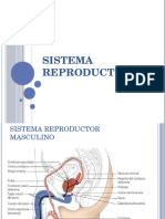 Sistema Reproductor