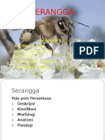 SERANGGA