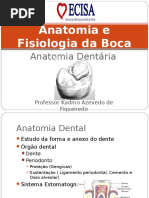 Anatomia Dental