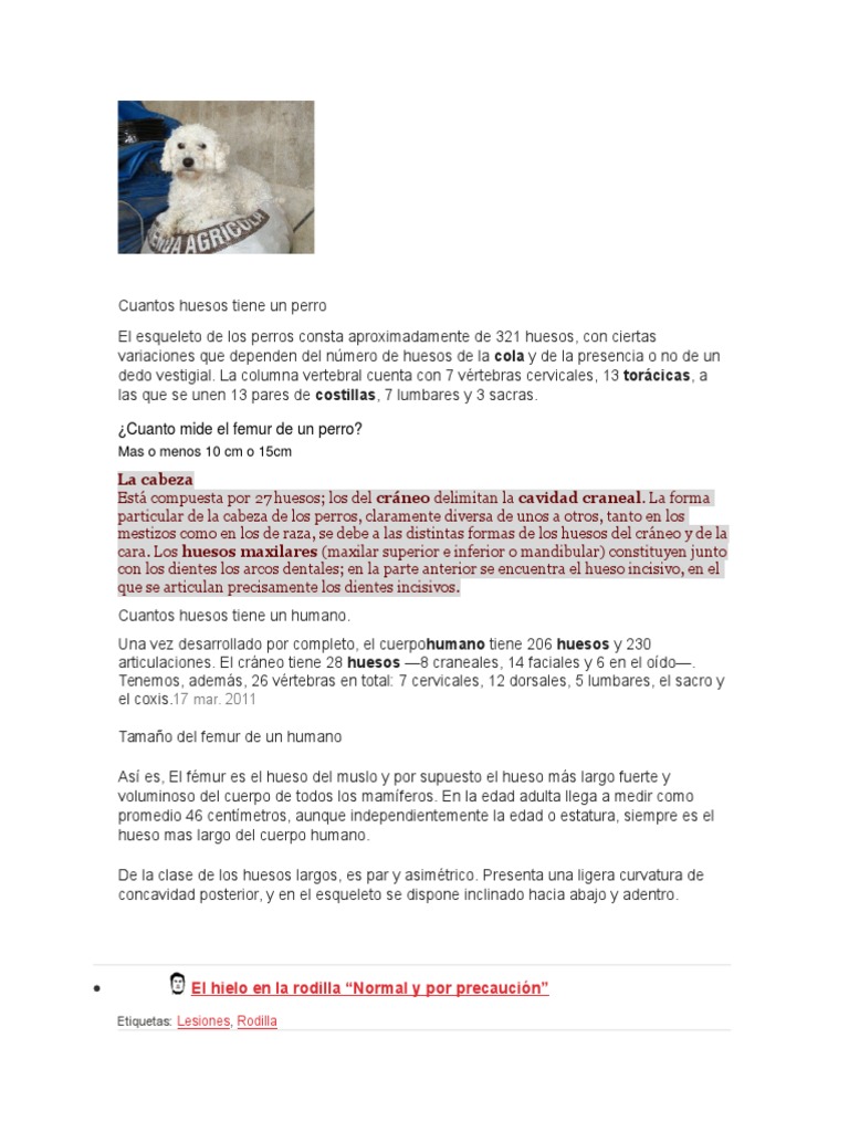 Cuantos Huesos Tiene Un Perro PDF Deportes