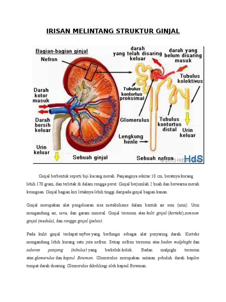 Download 8300 Gambar Ginjal Melintang Terbaik HD