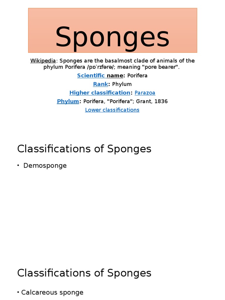 Sponges Wikipedia Sponges Are The Basalmost Clade of Animals of The