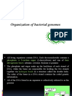 Organization of Bacterial Genomes