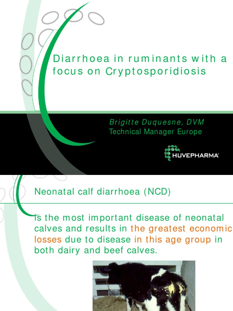 Diarrhoea in Ruminants | PDF | Escherichia Coli | Diarrhea