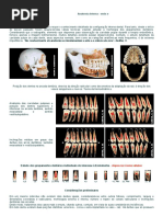 Endo-E - Anatomia Interna