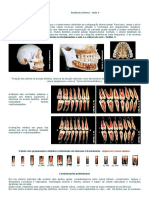 Anatomia interna dos dentes