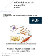 Inervación Del Musculo Esquelético