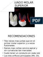 Segundo Molar Superior