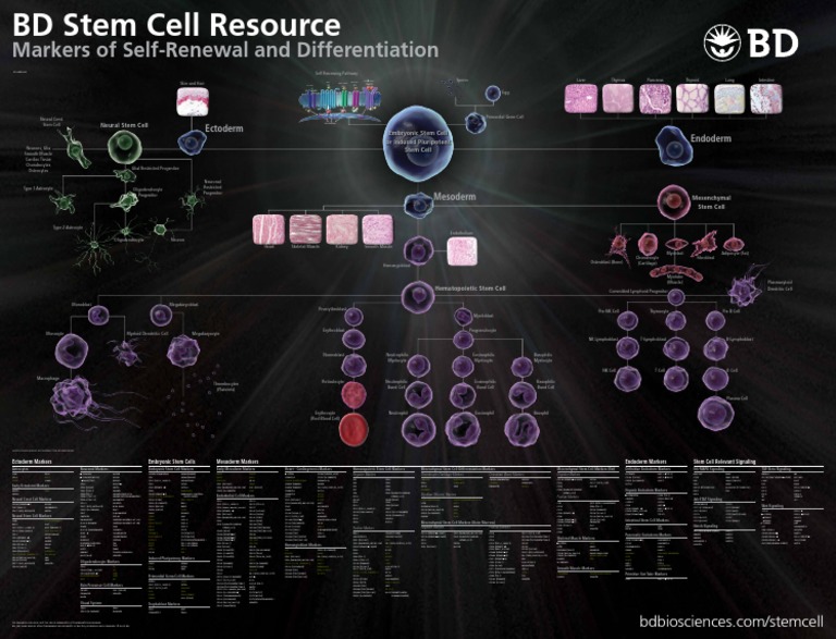 BD Stem Cell Resource Poster | PDF