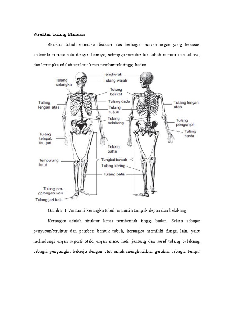 Struktur Tinggi Tubuh Manusia Pdf