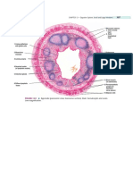 Histology of Appendix