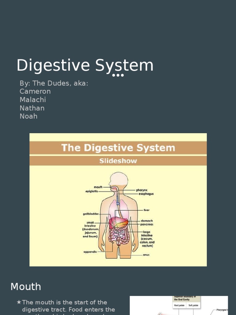 Digestive System Overview for Students | PDF | Digestion | Human ...