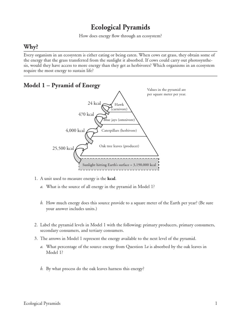 10 Ecological Pyramids-S  PDF  Food Web  Systems Biology With Ecological Pyramids Worksheet Answer Key