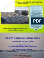 Commercial Cage Farming of Grouper in Indonesia