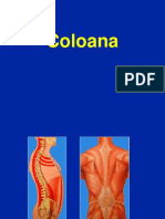 Coloana - Generalitati