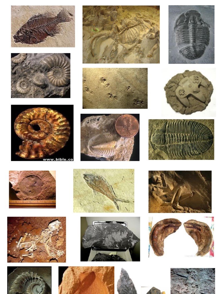 types of dinosaur fossils