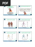 CURSO_CADEIAS_MUSCULARES_EAD_CEFAC-_aula_1.pdf