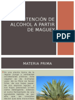 Ppt Maguey