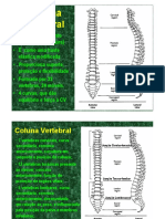 Coluna Vertebral