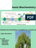 photosynthesis - light absorption