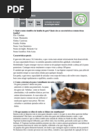 Especialidade de Felinos Respondida