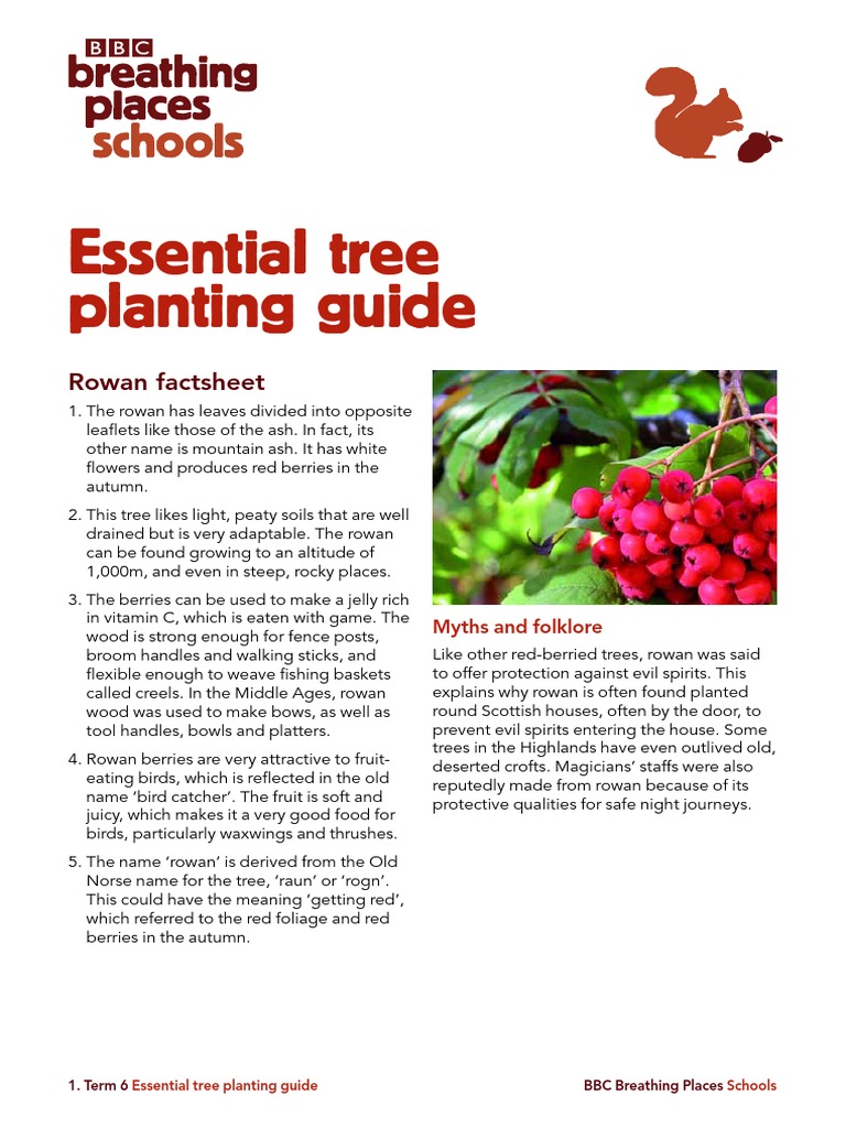 Tree Planting Guide for Schools | PDF | Trees | Root