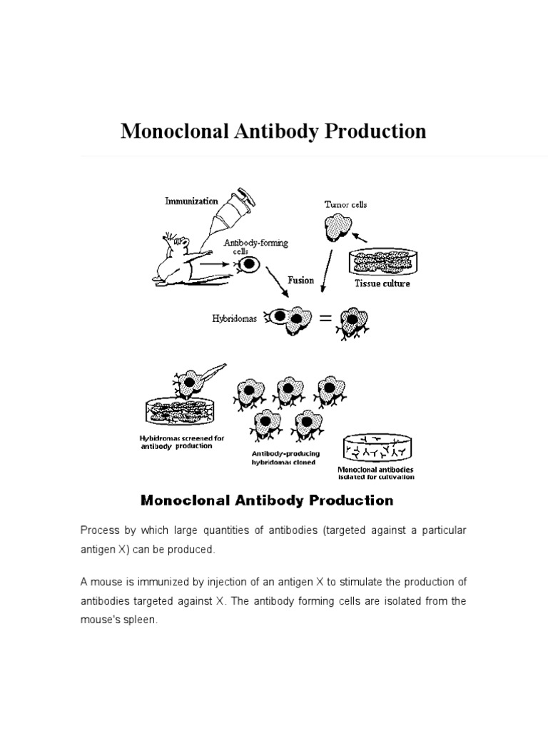 Monoclonal Antibody Production | PDF