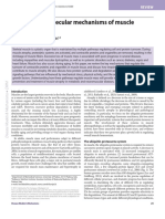 Cellular and Molecular Mechanisms of Muscle