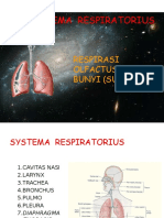 Iii. Systema Respiratorius: Respirasi Olfactus Bunyi (Suara
