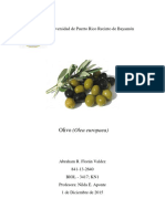 Oliva Presentacion PDF