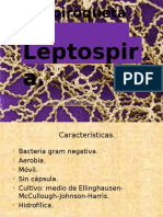 Espiroquetas Leptospira y Brachyspira