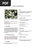 Aizoon hispanicum