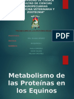 Metabolismo Proteina Equinos