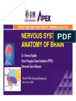 Nervous System Anatomy of Brain