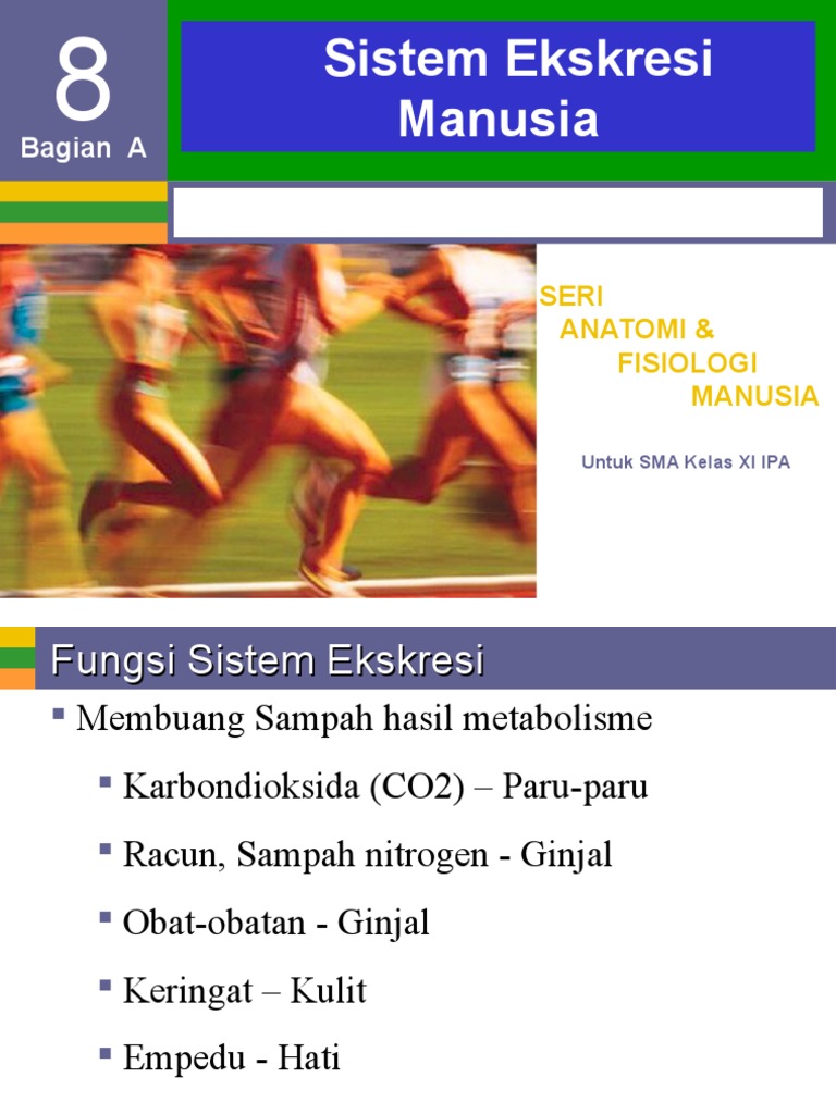 Sistem ekskresi pada manusia