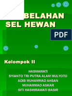 SELHEWAN