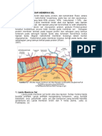 Membran Sel