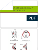 DESARROLLO DEL SISTEMA MUSCULAR.pptx