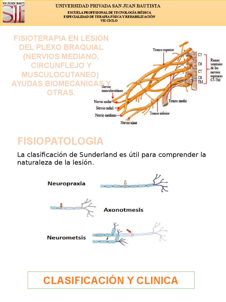 Fisioterapia En Lesion Del Plexo Braquial Nervios Pdf Hombro Codo